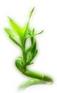 Bamboo