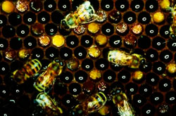 bee pollen