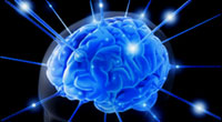 Brain brain