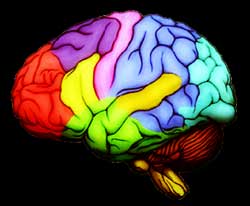 brain