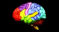 brain brain