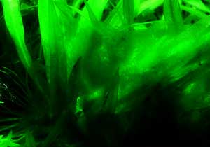 green algae