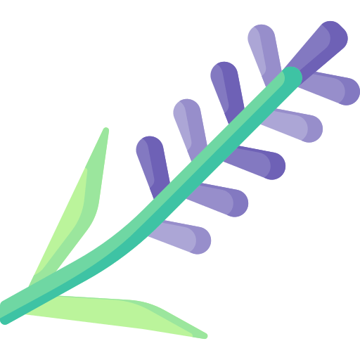 Lavender