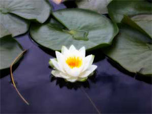 Lotus Flower Lotus flower