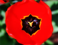 red flower