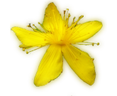 St. Johns Wort