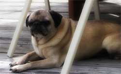 Tucker the dog