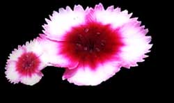 vinyasa flower