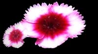 vinyasa flower