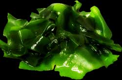 wakame